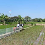 Geger Di Desa! Mahasiswa KKN Undip Pakai Trap Barrier System (TBS) Untuk Mencegah Hama Tikus.