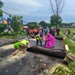 Jalan Pakis – Daleman Tertutup Pohon Tumbang, Lalu-lintas Macet