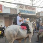 68 Sapi & Gerobak Sapi Memeriahkan Karnaval  Perayaan Yaa Qawiyyu